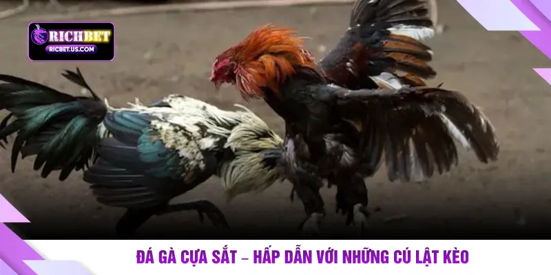 Đá gà cựa sắt – Hấp dẫn với những cú lật kèo