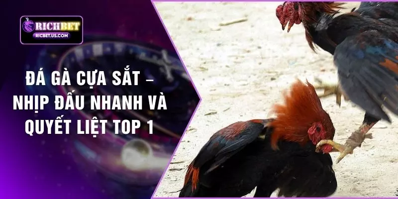 Đá Gà Cựa Sắt – Nhịp Đấu Nhanh Và Quyết Liệt Top 1