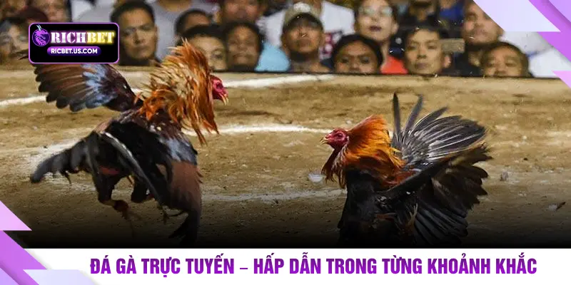 Đá gà trực tuyến – Hấp dẫn trong từng khoảnh khắc