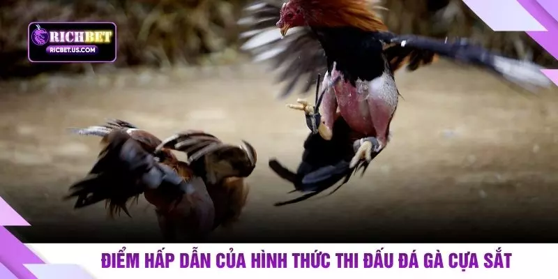 Điểm hấp dẫn của hình thức thi đấu đá gà cựa sắt