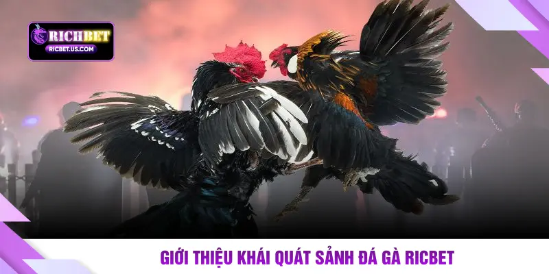 Giới thiệu khái quát sảnh đá gà RICBET
