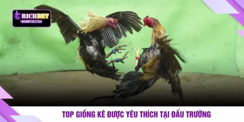 Top giống kê được yêu thích tại đấu trường