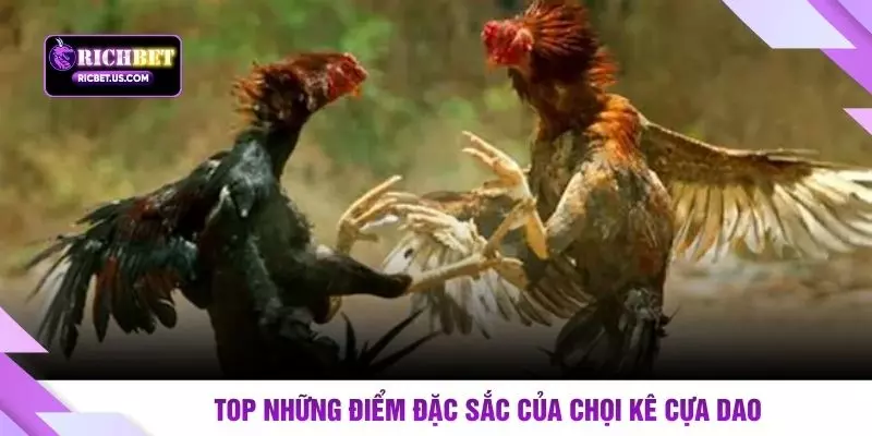 Top những điểm đặc sắc của chọi kê cựa dao